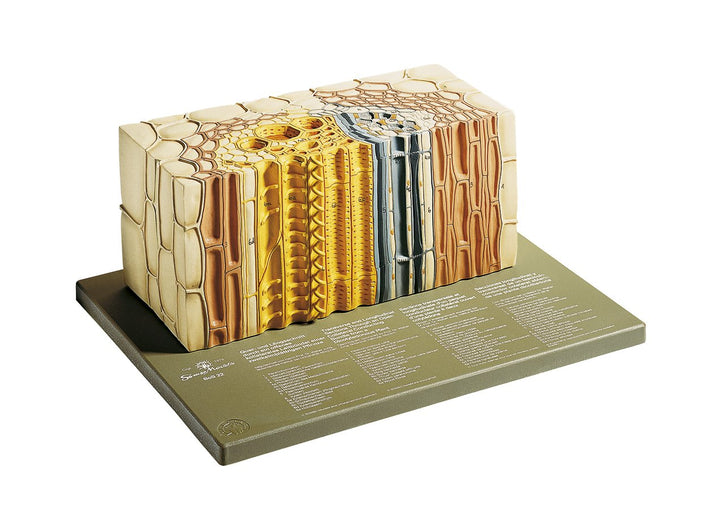 SOMSO Open Collateral Vascular Bundle of a Dicotyle Plant