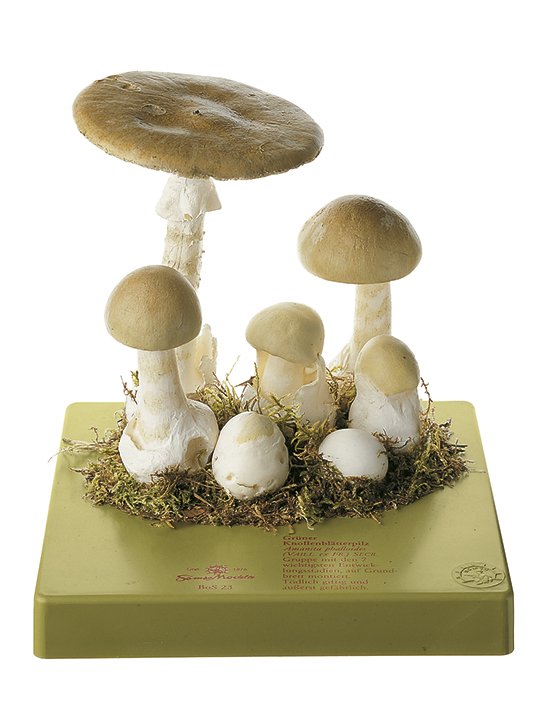 SOMSO Amanita Phalloides