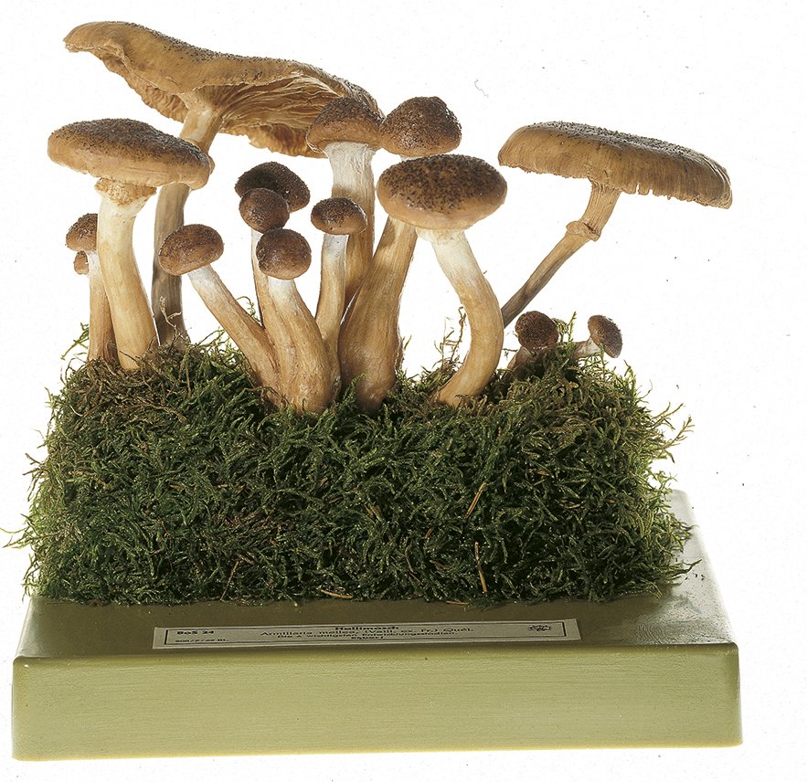 SOMSO Armillariella Mellea