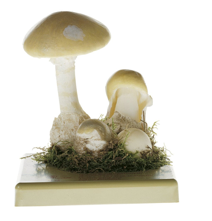 SOMSO Amanita Phalloides