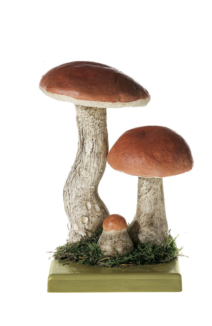 SOMSO Leccinum Aurantiacum
