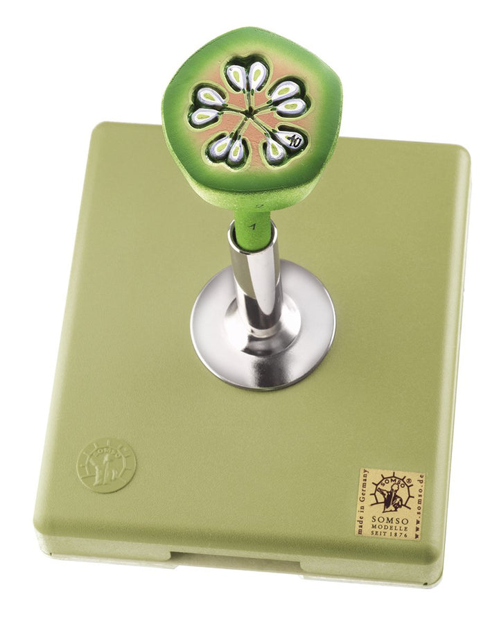 SOMSO Apple Flower - Ovary in Cross Section