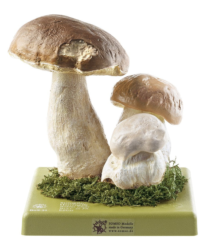 SOMSO Boletus Edulis