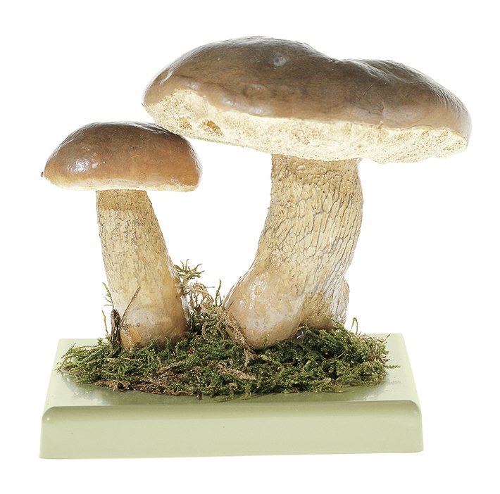 SOMSO Tylopilus Felleus
