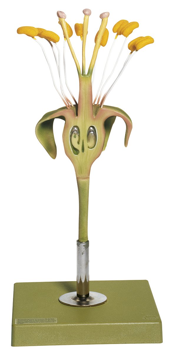 SOMSO Apple Flower - Ovary in Longitudinal Section