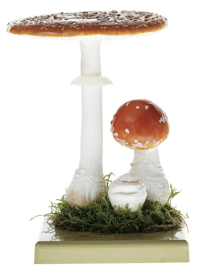 Fungi Models edible