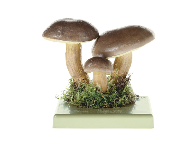 SOMSO Xerocomus Badius