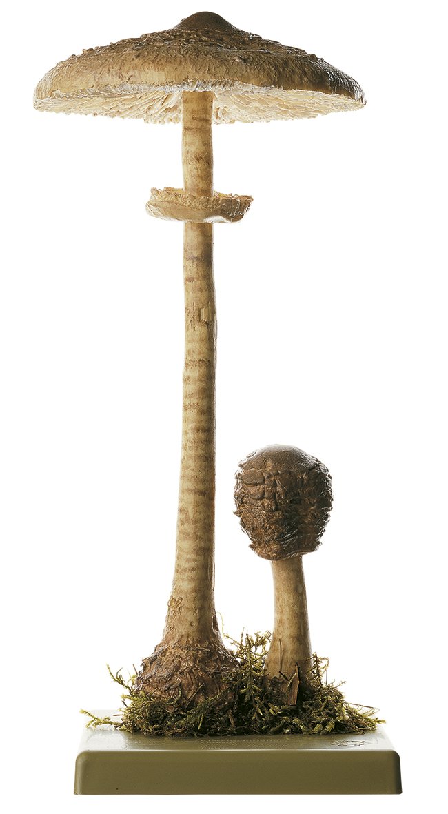 SOMSO Macrolepiota