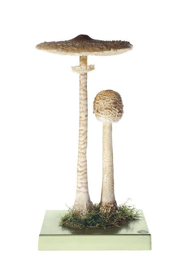 SOMSO Macrolepiota