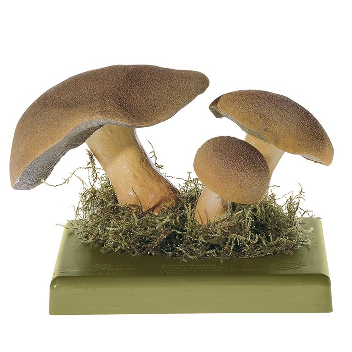 SOMSO Suillus Variegatus