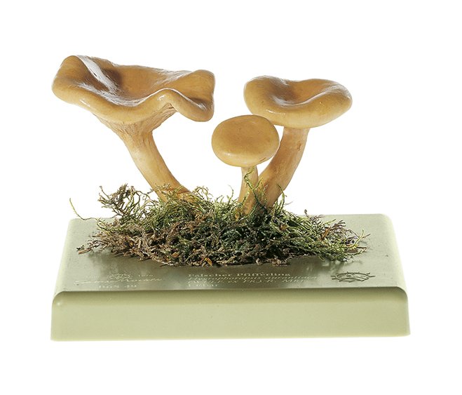 SOMSO Hygrophoropsis Aurantiaca