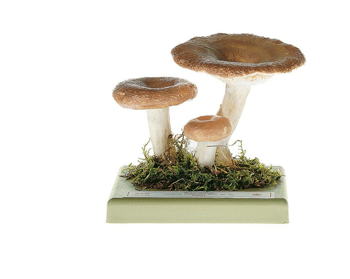 SOMSO Lactarius