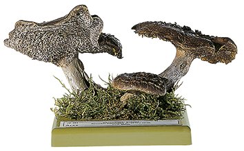 SOMSO Sarcodon imbricatus