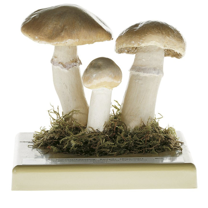 SOMSO Rozites caperata