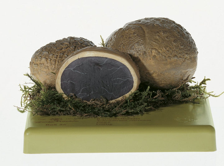 SOMSO Scleroderma citrinum