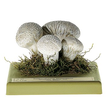 SOMSO Lycoperdon perlatum