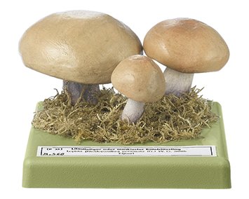 SOMSO Lepista personata