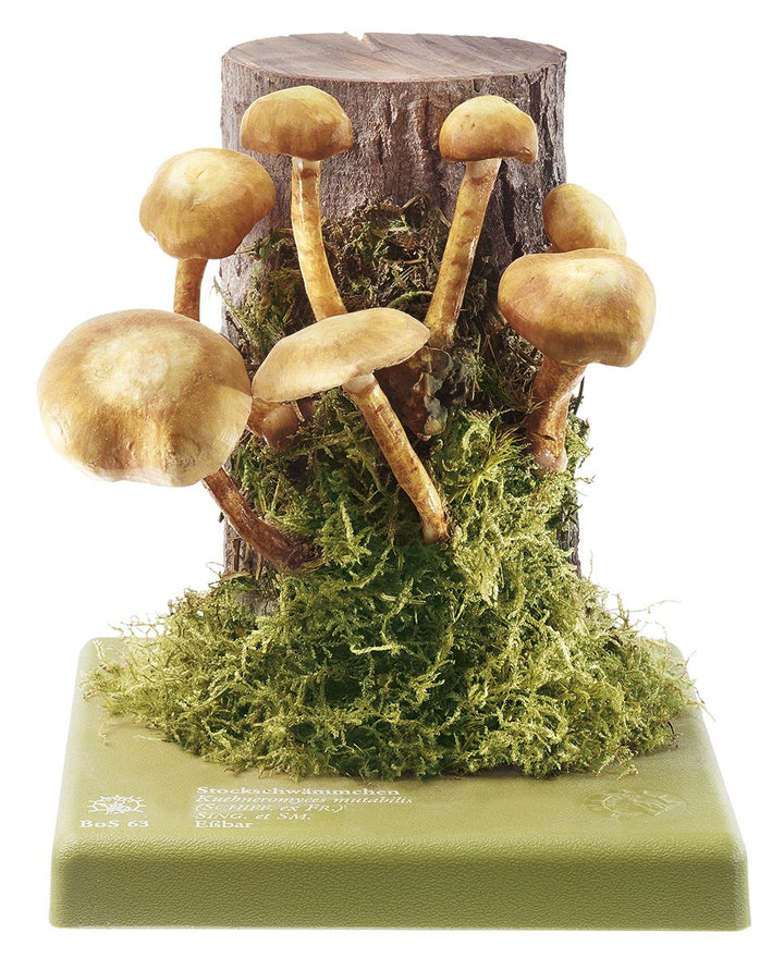 SOMSO Kuehneromyces mutabilis