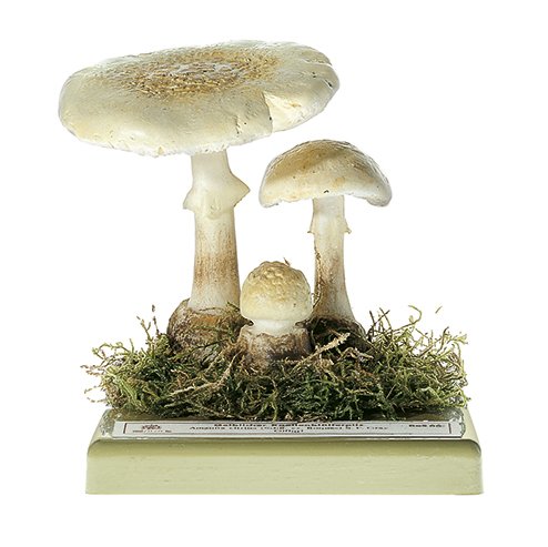 SOMSO Amanita citrina