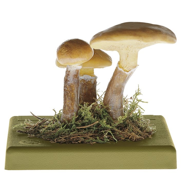 SOMSO Suillus grevillei