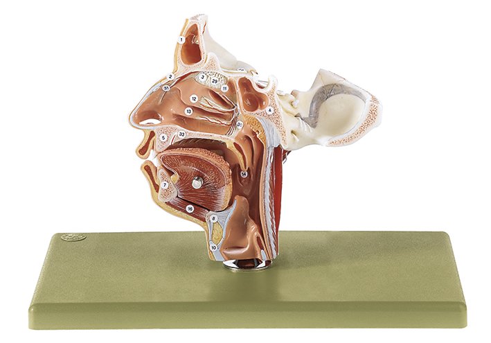 SOMSO Nerves and Blood-Vessels on the Facial Skull
