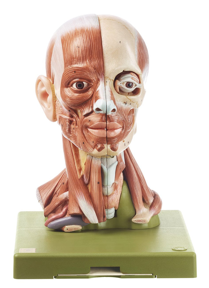 SOMSO Head with Muscles