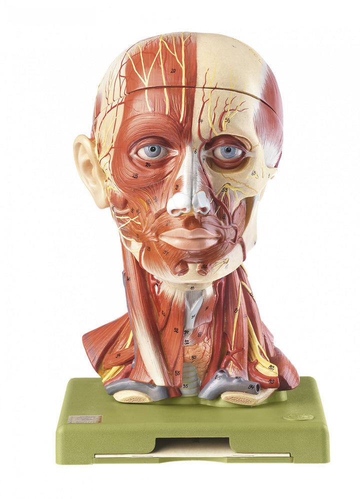 SOMSO Head with Muscles and Vessels