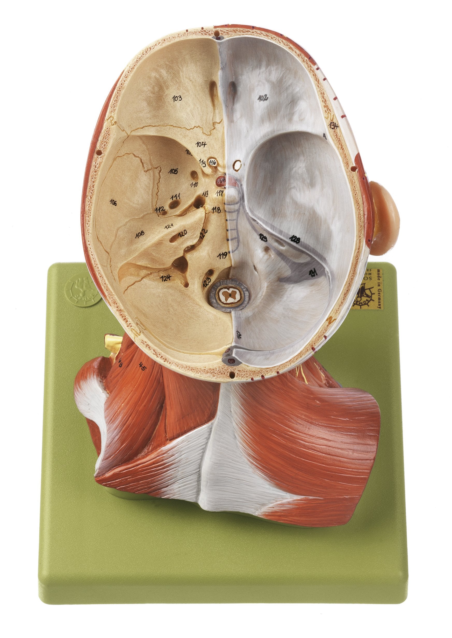 SOMSO Head with Muscles and Vessels