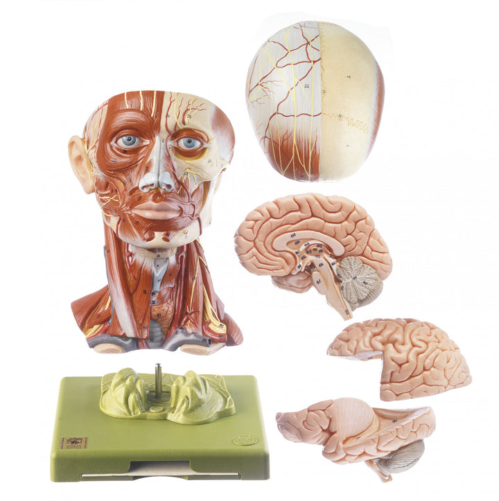 SOMSO Head with Muscles and Vessels