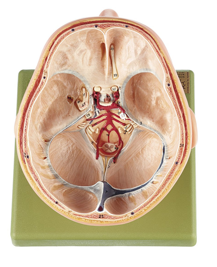 SOMSO Situs of the Base of the Skull