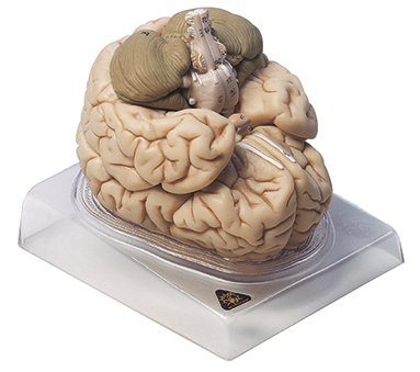 Brain Models