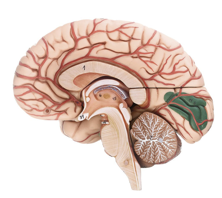 SOMSO Brainmodell with Arteries, Falx Cerebri and Indicated Cytoarchitectural Areas