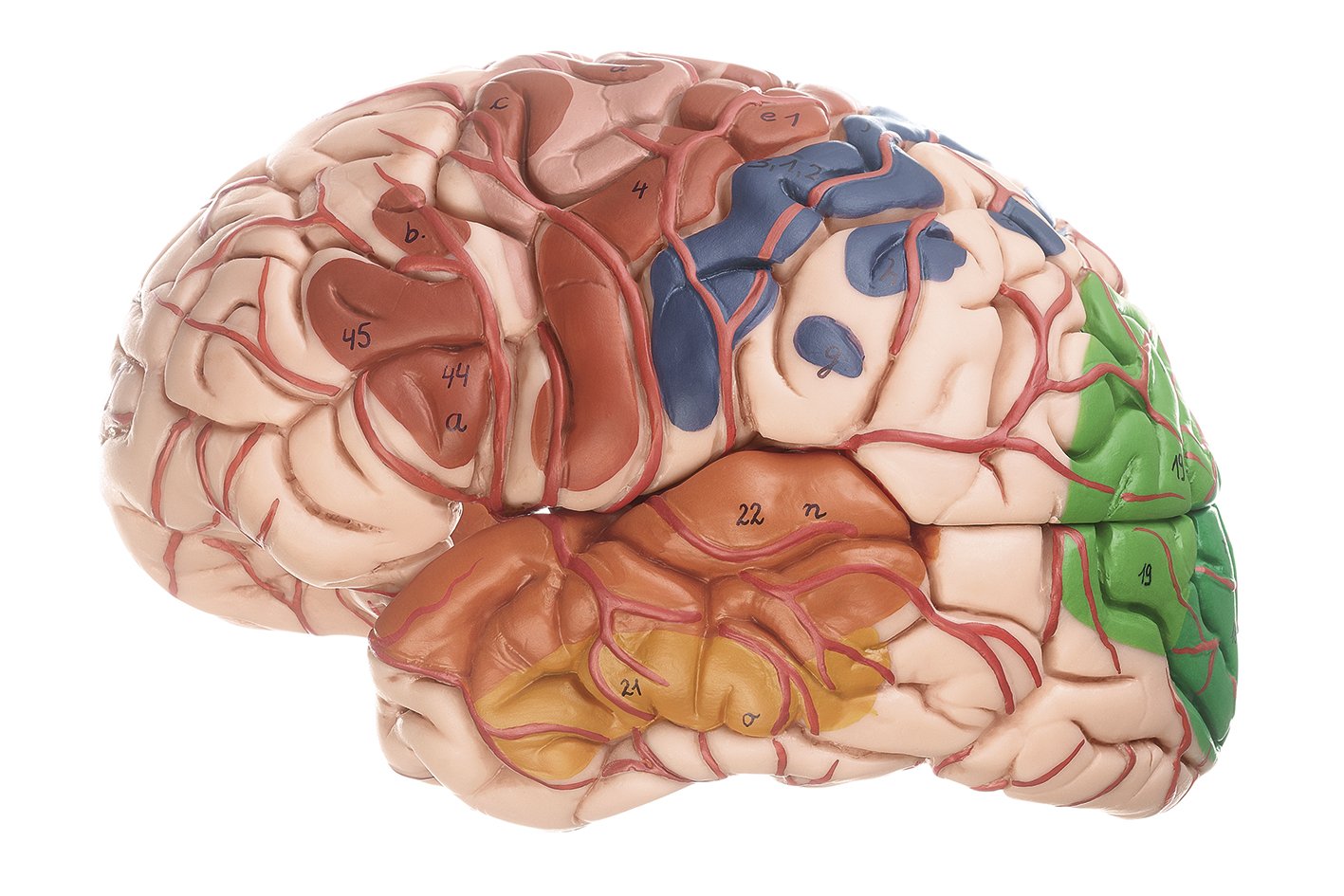 SOMSO Brainmodell with Arteries, Falx Cerebri and Indicated Cytoarchitectural Areas