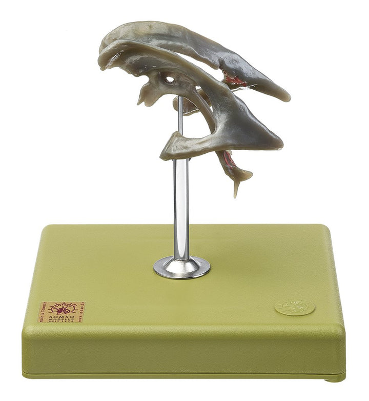 SOMSO Ventricular Cavities of the Brain