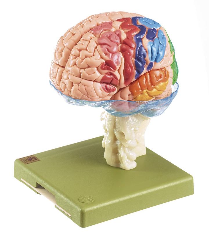 SOMSO Model of Brain with Indicated Cytoarchitectural Areas