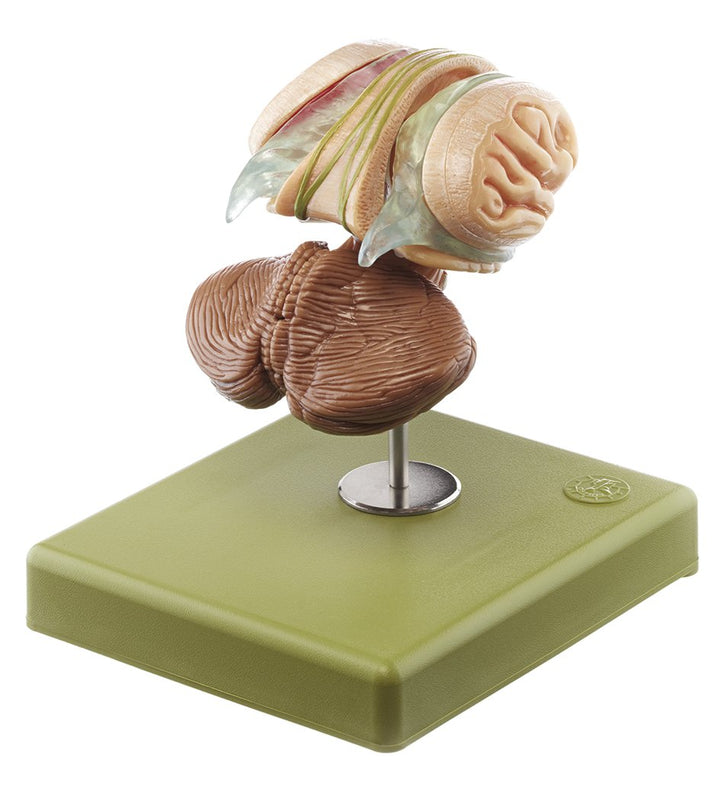 SOMSO Model of Brain Stem in 12 parts