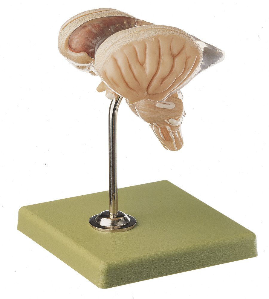 SOMSO Model of Brain Stem in 8 parts
