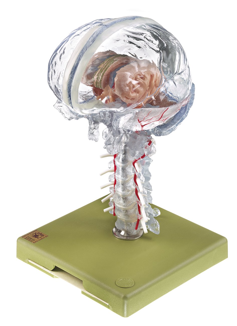 SOMSO Transparent Brain Model