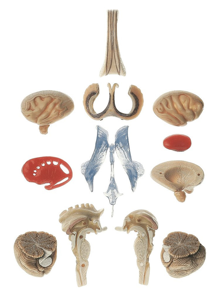 SOMSO Transparent Brain Model
