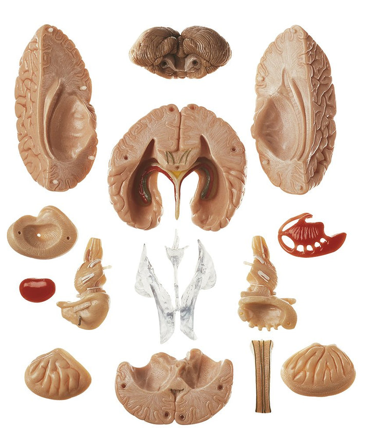 SOMSO Model of Brain in 15 Parts