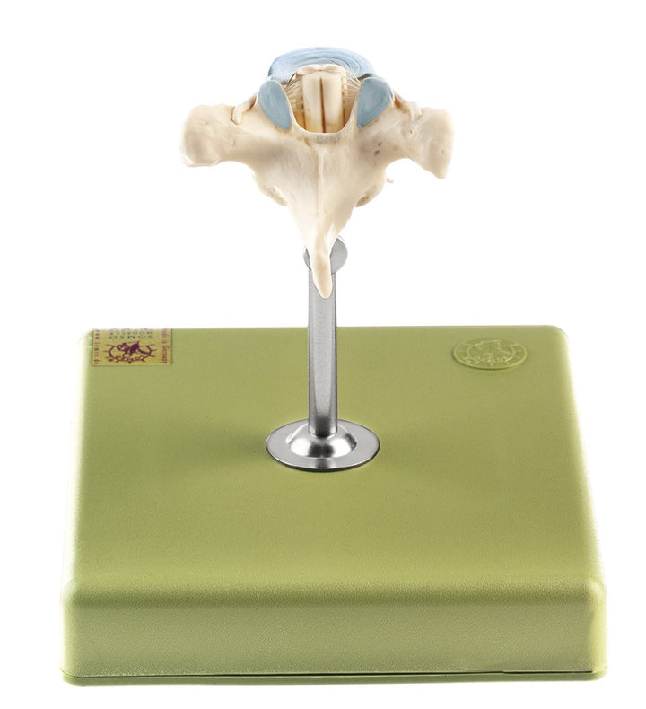 SOMSO Thoracic Vertebra (TH II) with Spinal Cord
