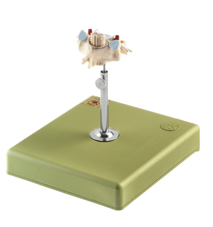 SOMSO Cervical Vertebra (C VI) with Spinal Cord