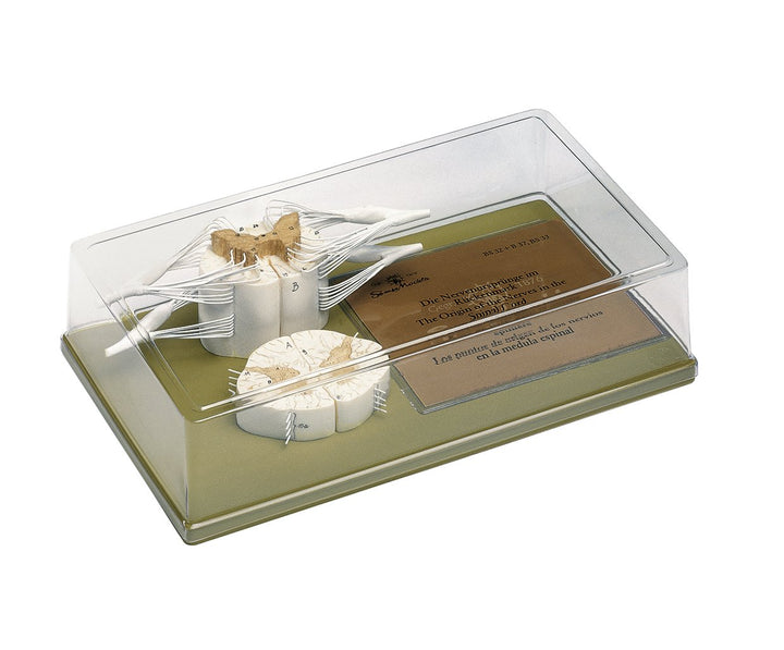 SOMSO Spinal Cord with Nerve Branches