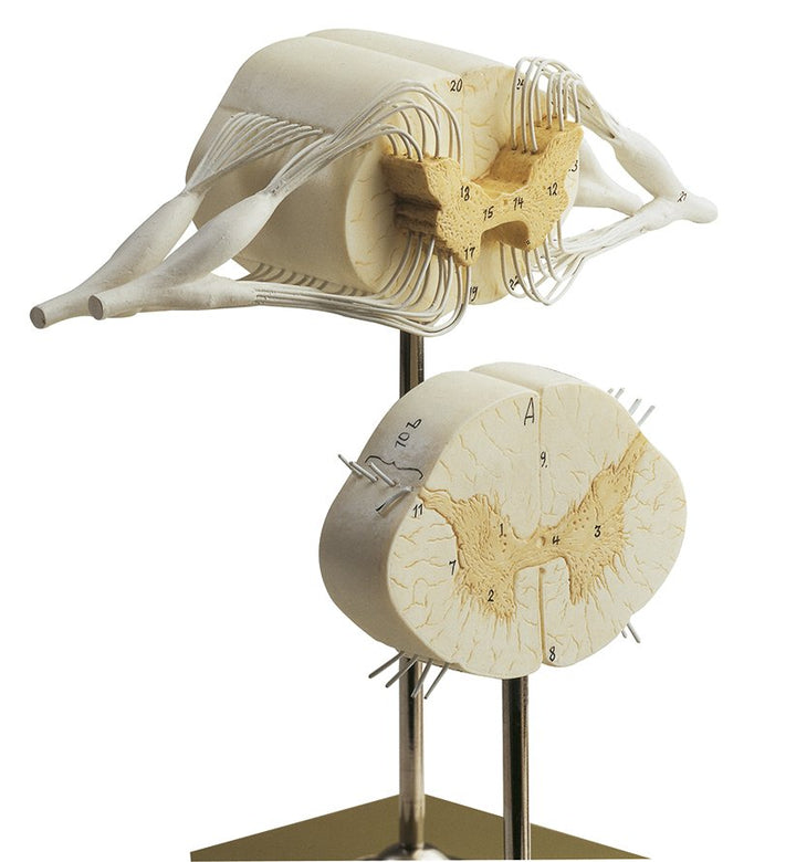 SOMSO Spinal Cord with Nerve Branches