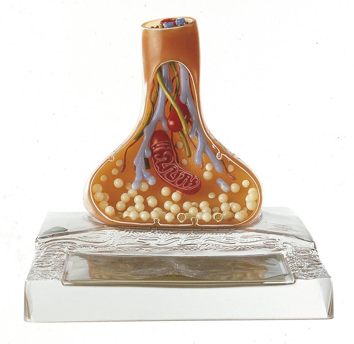 SOMSO Model of a Synapse