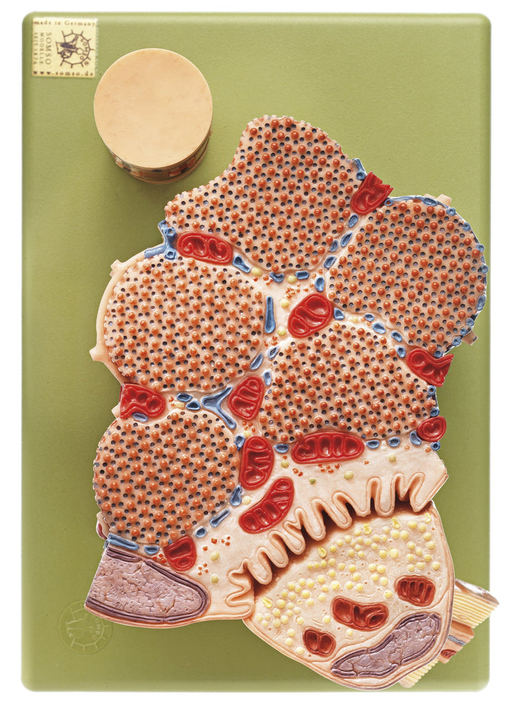 SOMSO Skeletal muscle fibre with neuromuscular junction