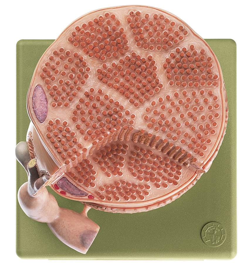 SOMSO Transversely Striated Muscular Fibre with Motor End-Plate