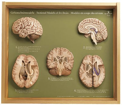 Brain / Head / Nervous System