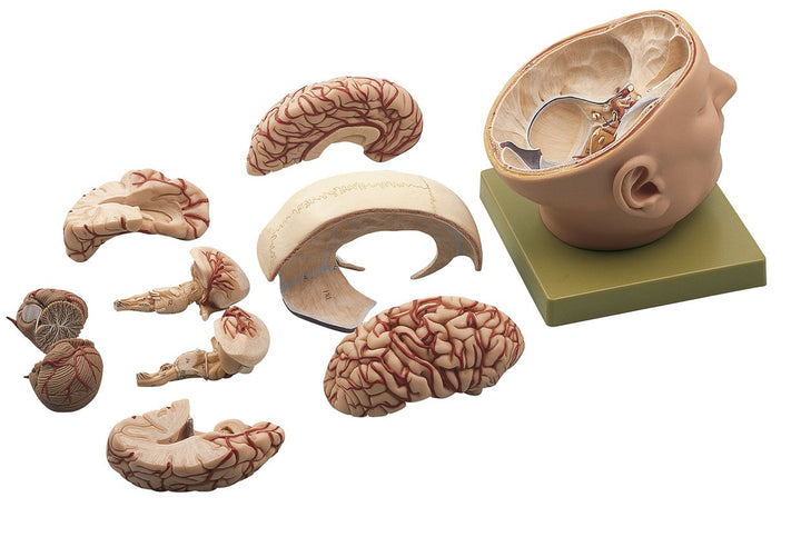 SOMSO Base of the Head