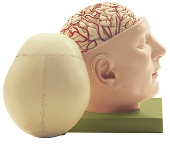 SOMSO Base of the Head